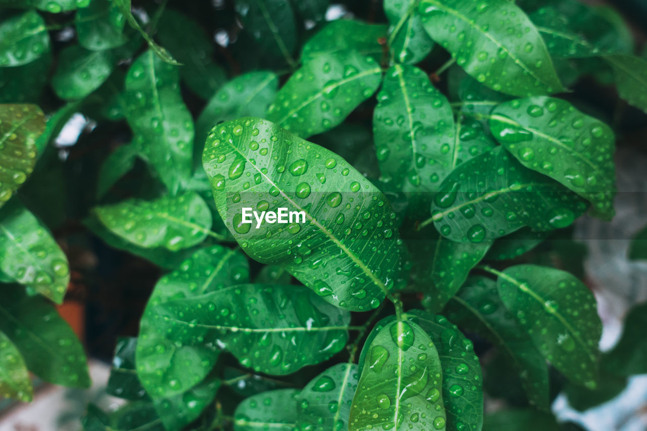 CLOSE-UP OF WATER DROPS ON LEAVES