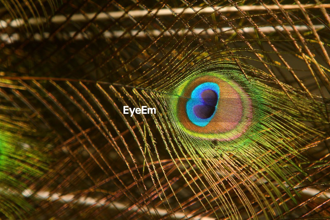 Close-up of peacock feather