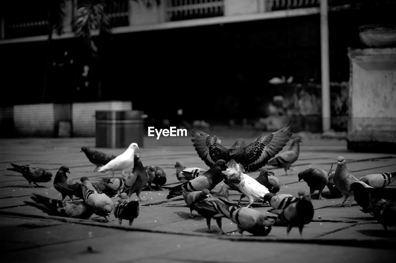 Pigeons on street