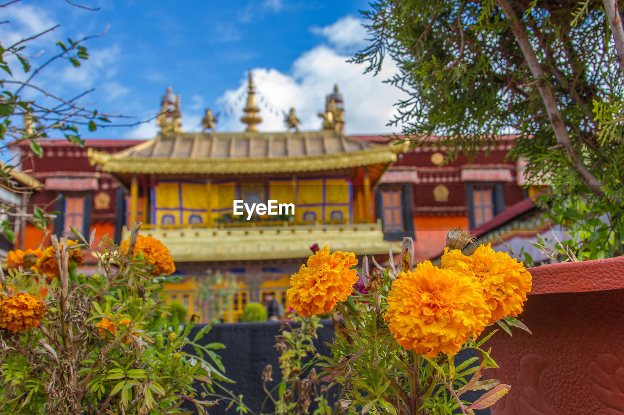 Flowers in front of building