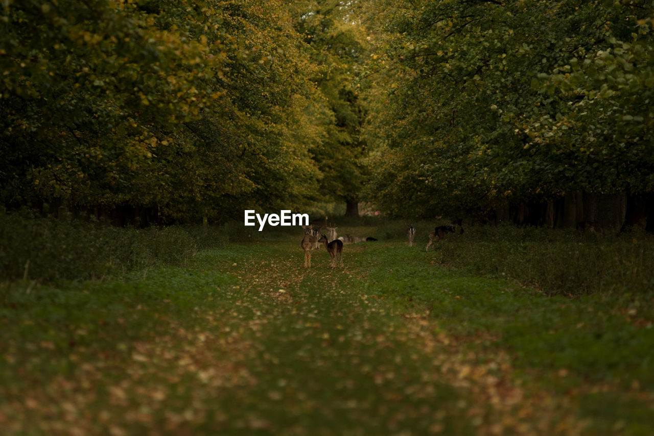 Deer standing on grass amidst trees in forest