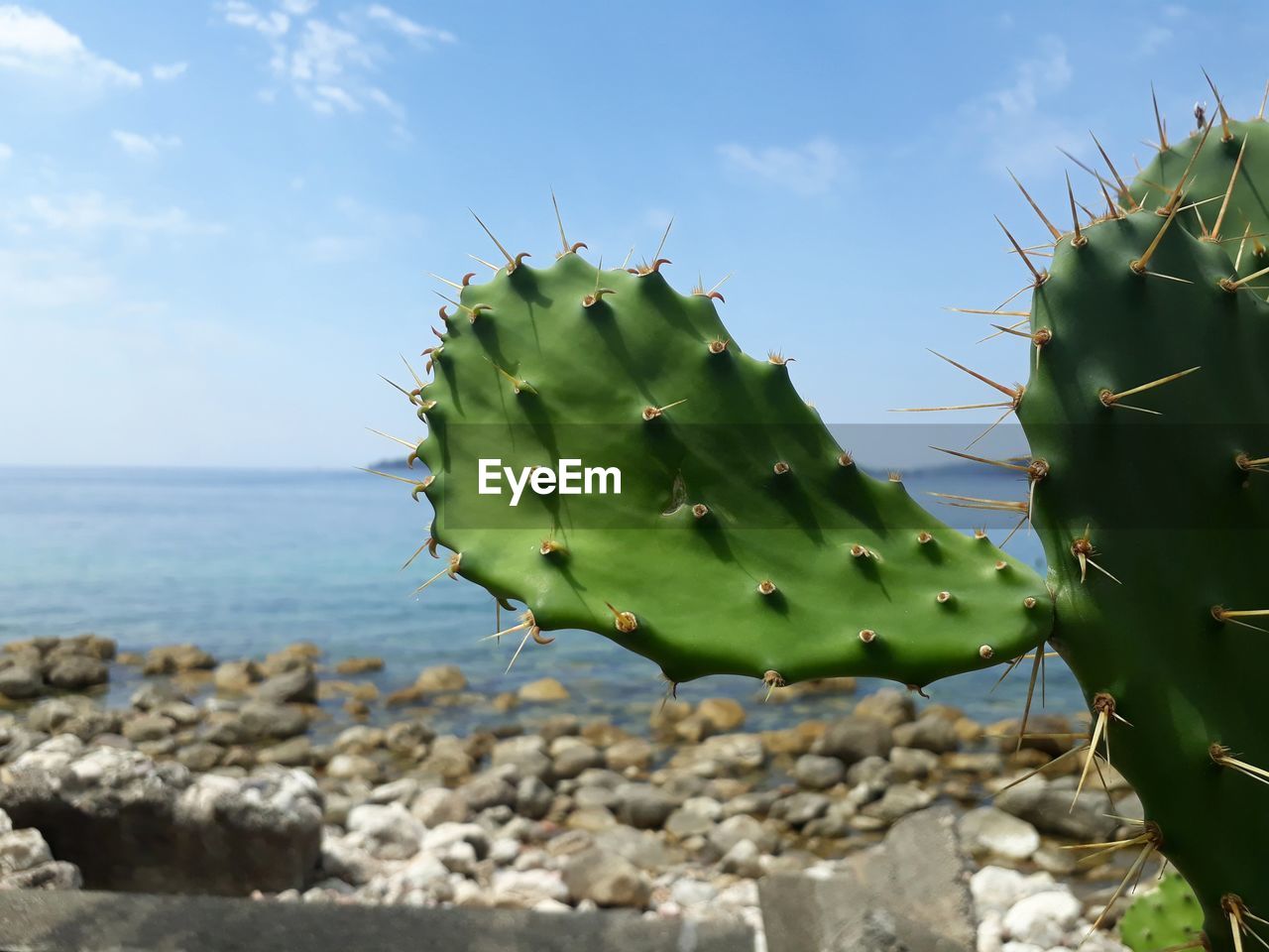 Prickly pear cactus against sea