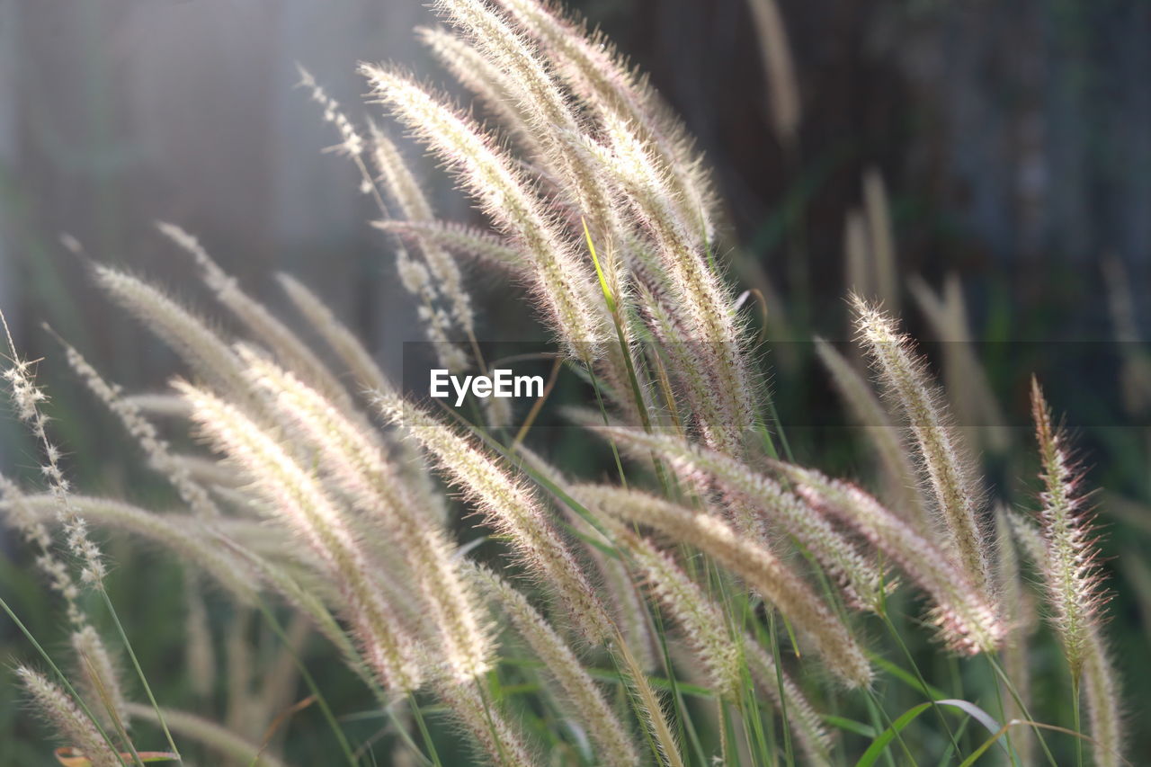 Close-up of grass on field