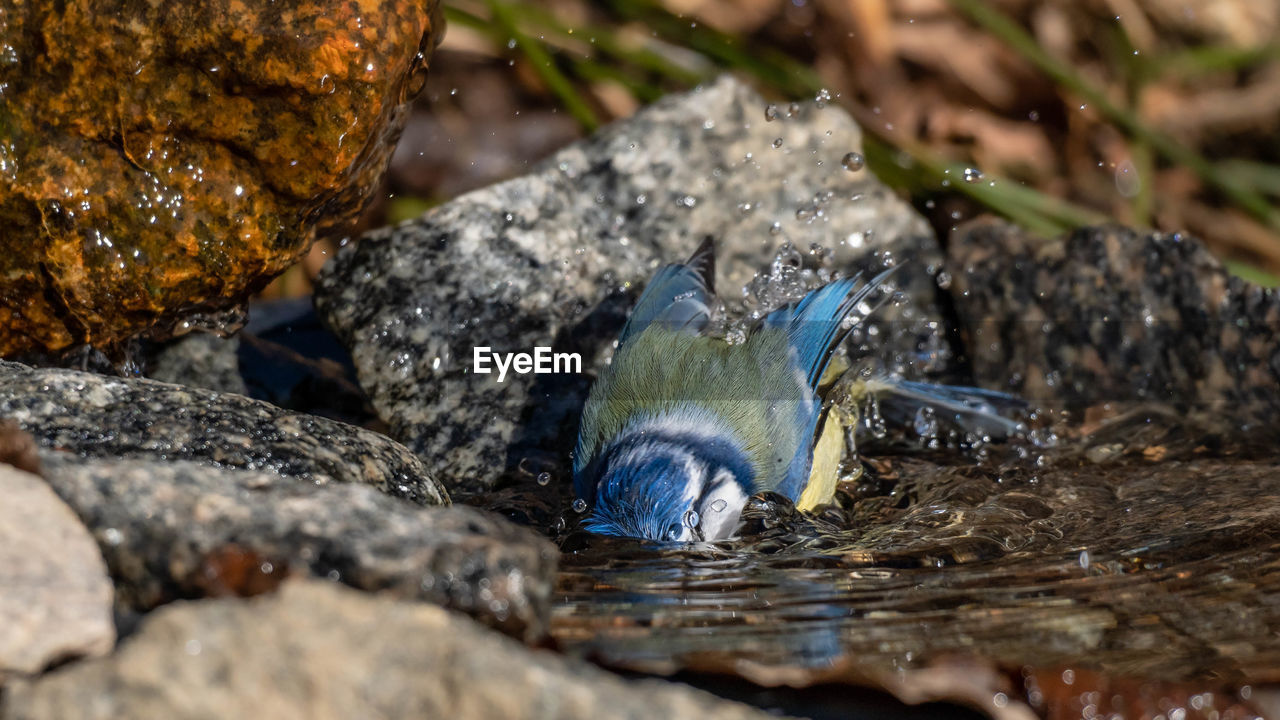 Close-up of a bathing bluetit frozen in time.