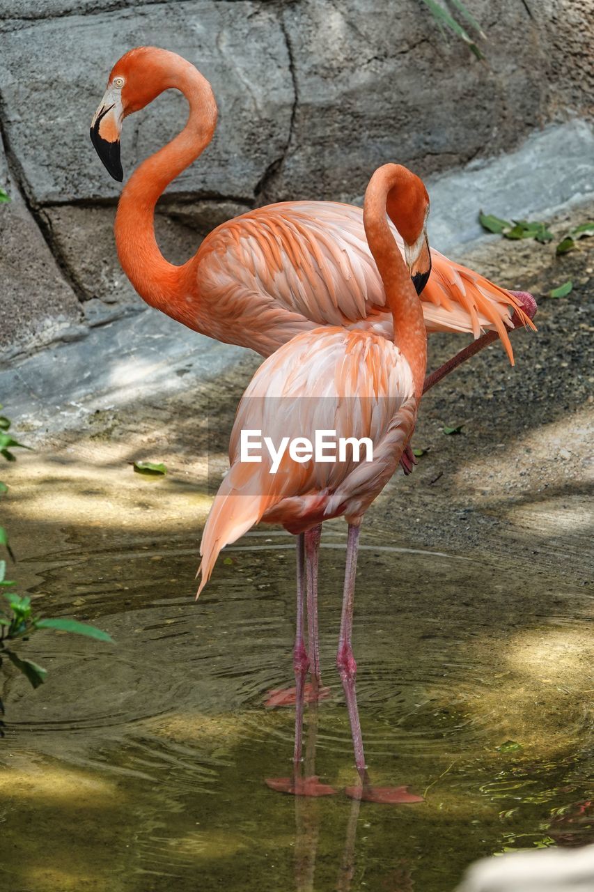 close-up of flamingos