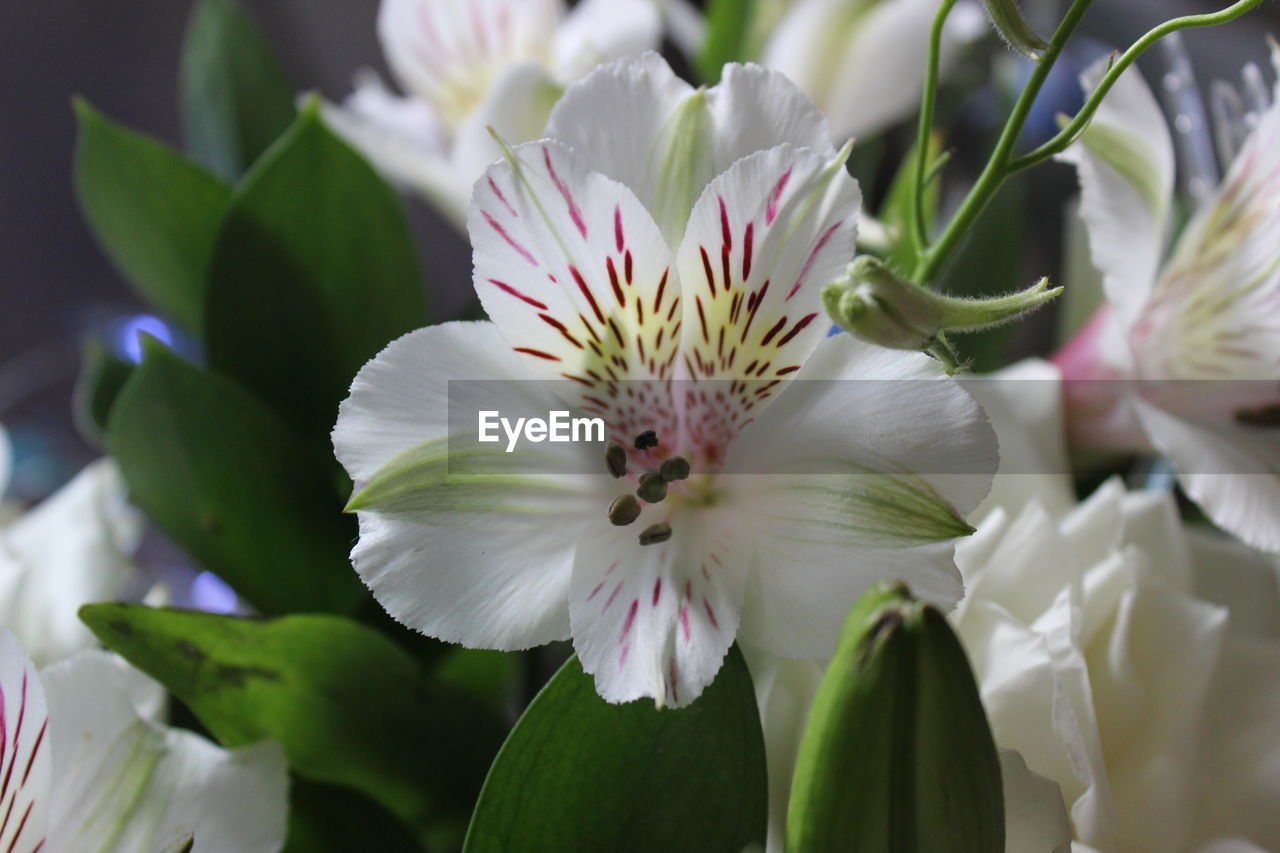 Close-up of white flower