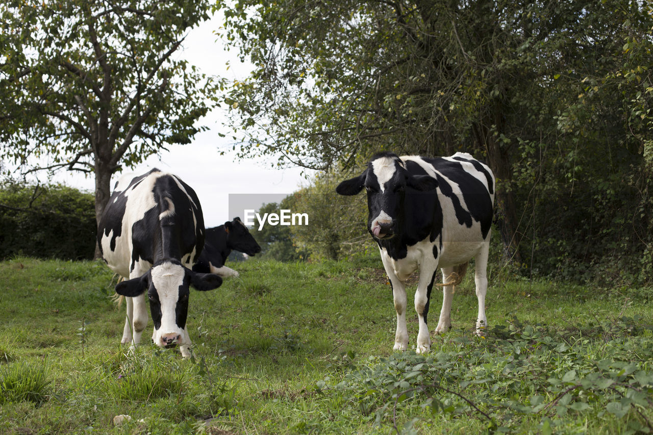 Two holsteins cows in a field
