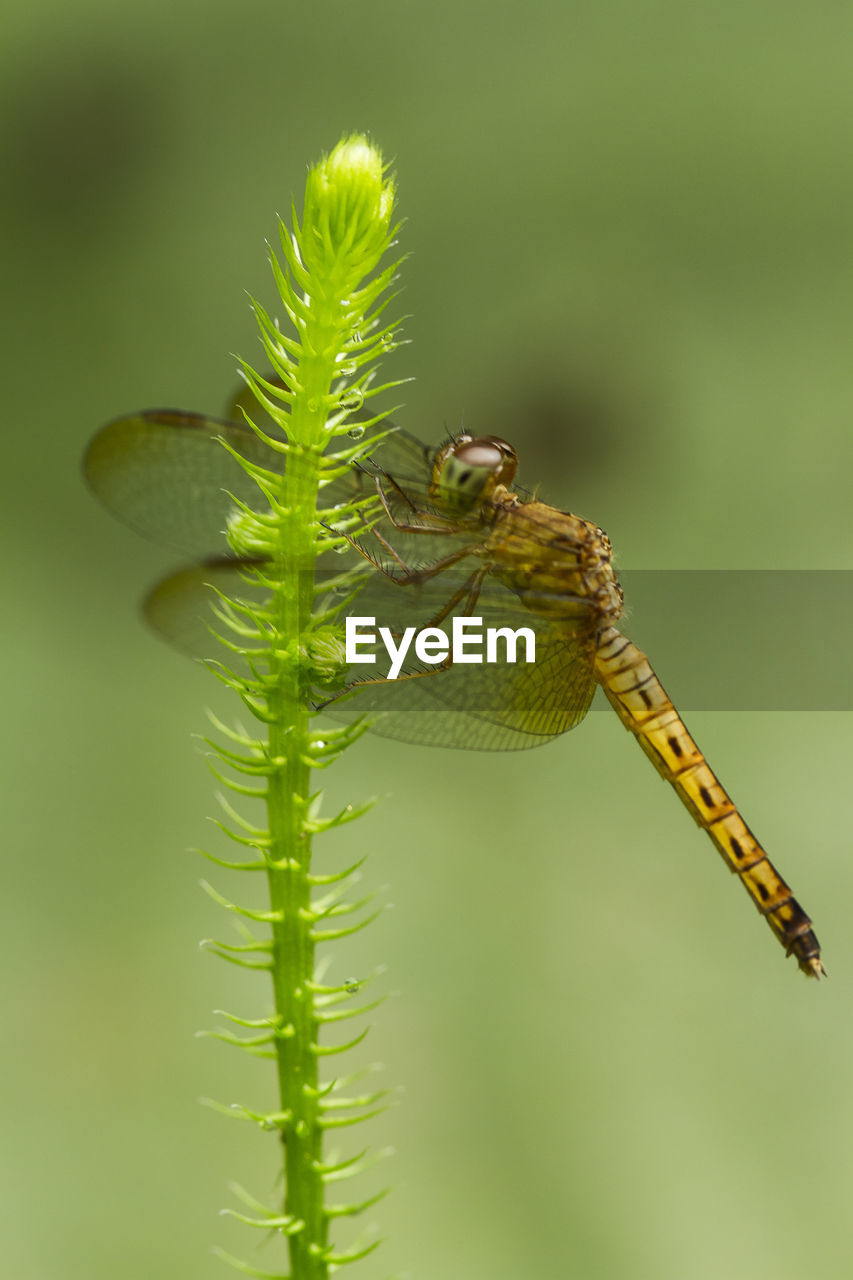 Close of beautiful dragonfly