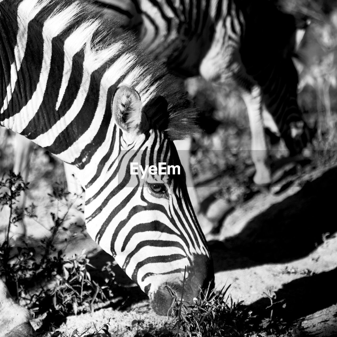 CLOSE-UP OF A ZEBRA