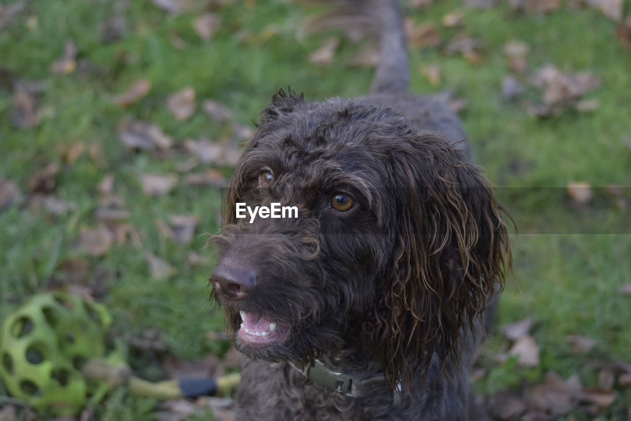 CLOSE-UP OF DOG LOOKING AWAY