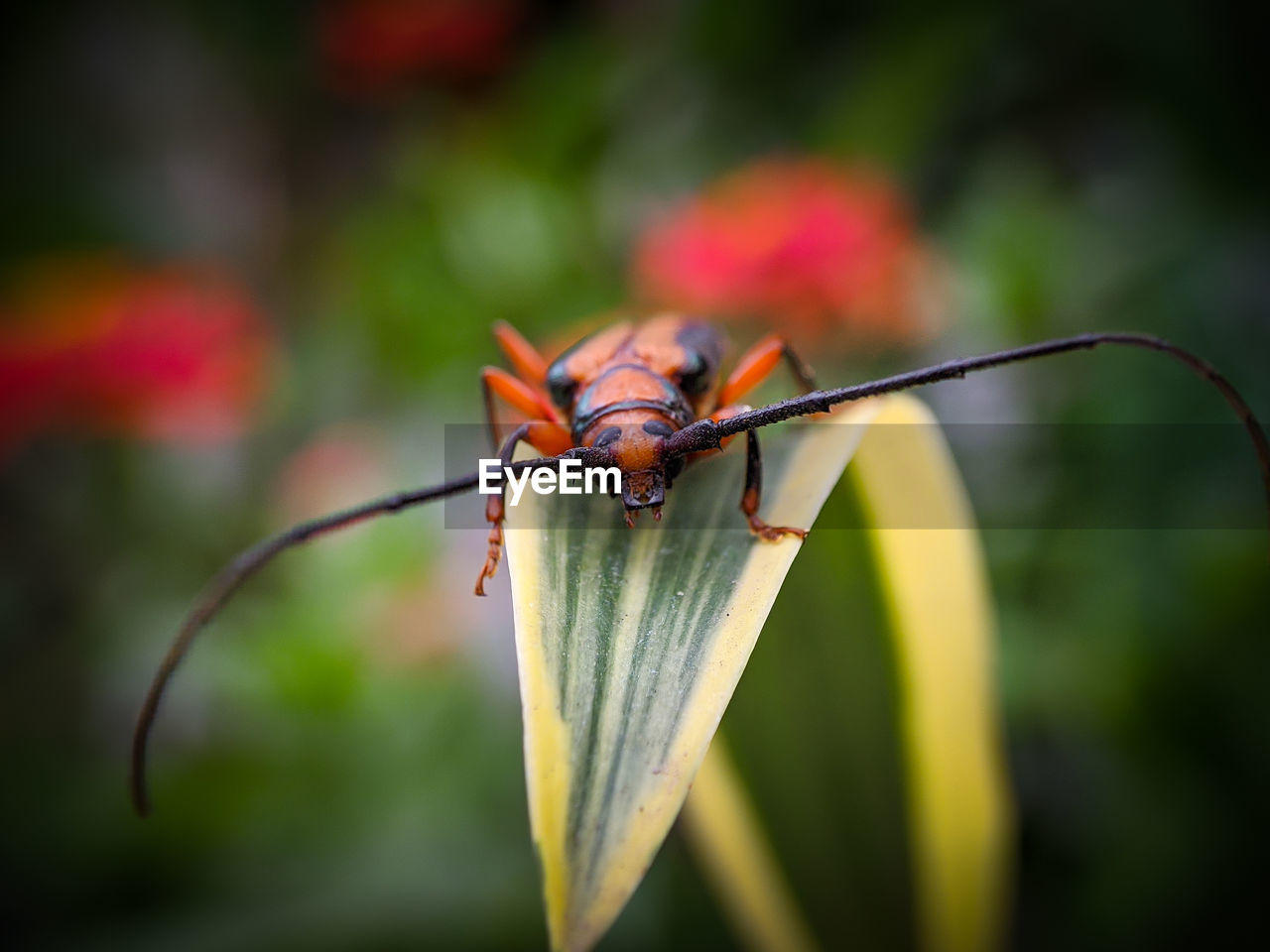 Orange beetle 