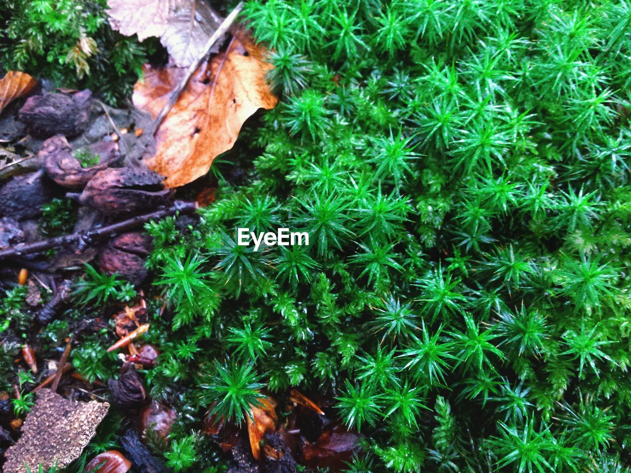 HIGH ANGLE VIEW OF PLANTS GROWING ON FIELD