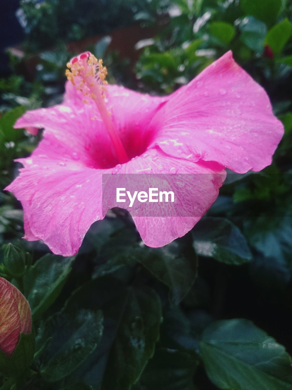 CLOSE-UP OF PINK FLOWERS BLOOMING OUTDOORS