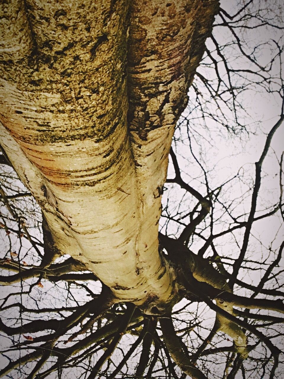 CLOSE-UP OF TREE TRUNK WITH PLANTS