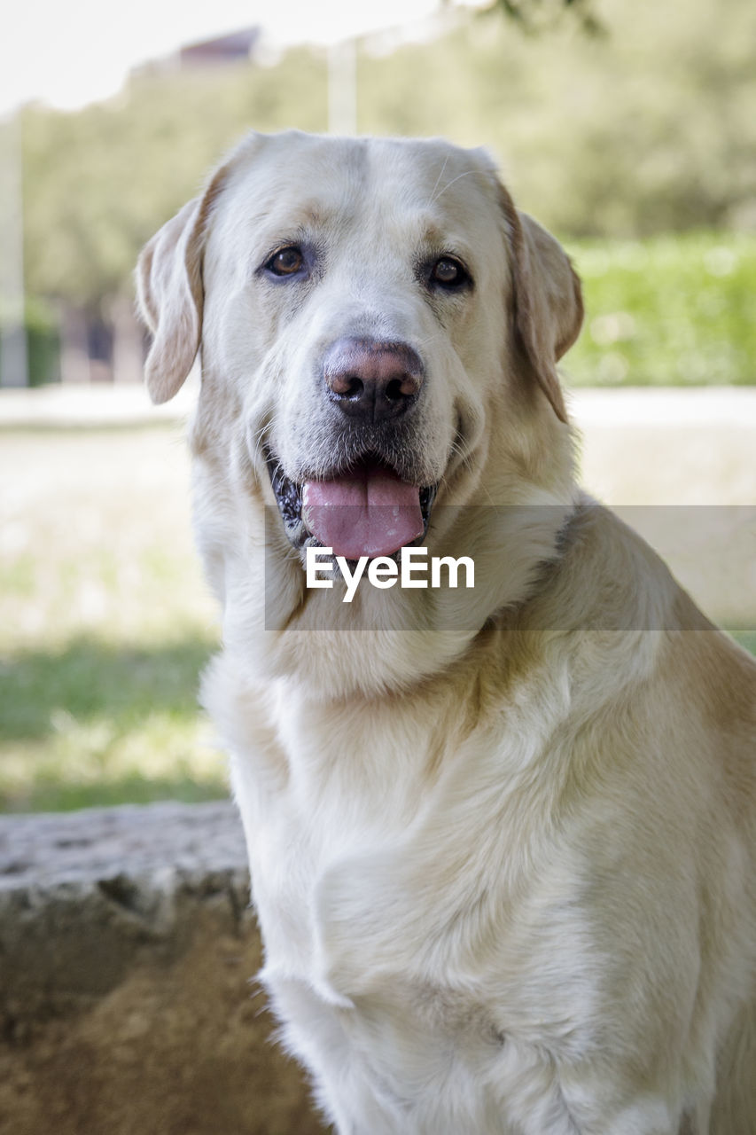 Portrait of dog sitting in park