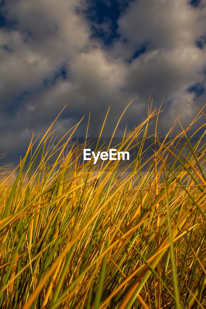 sky, cloud, field, plant, grass, sunlight, nature, prairie, landscape, growth, land, beauty in nature, agriculture, cereal plant, crop, environment, rural scene, no people, grassland, morning, meadow, tranquility, outdoors, yellow, scenics - nature, barley, horizon, day, corn, summer, blue, tranquil scene, non-urban scene, food, flower