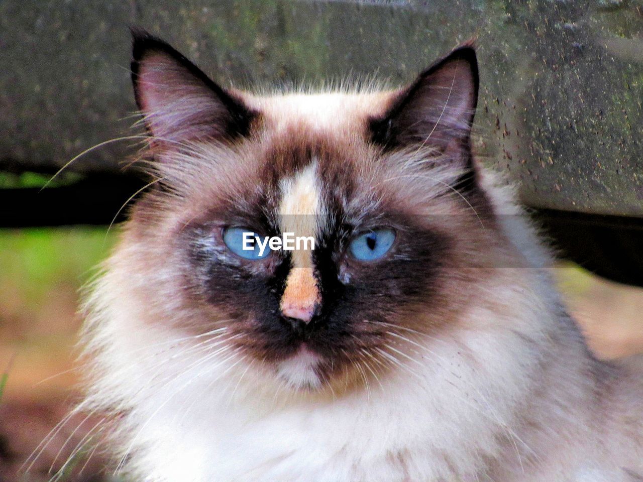 CLOSE-UP PORTRAIT OF CAT WITH EYES