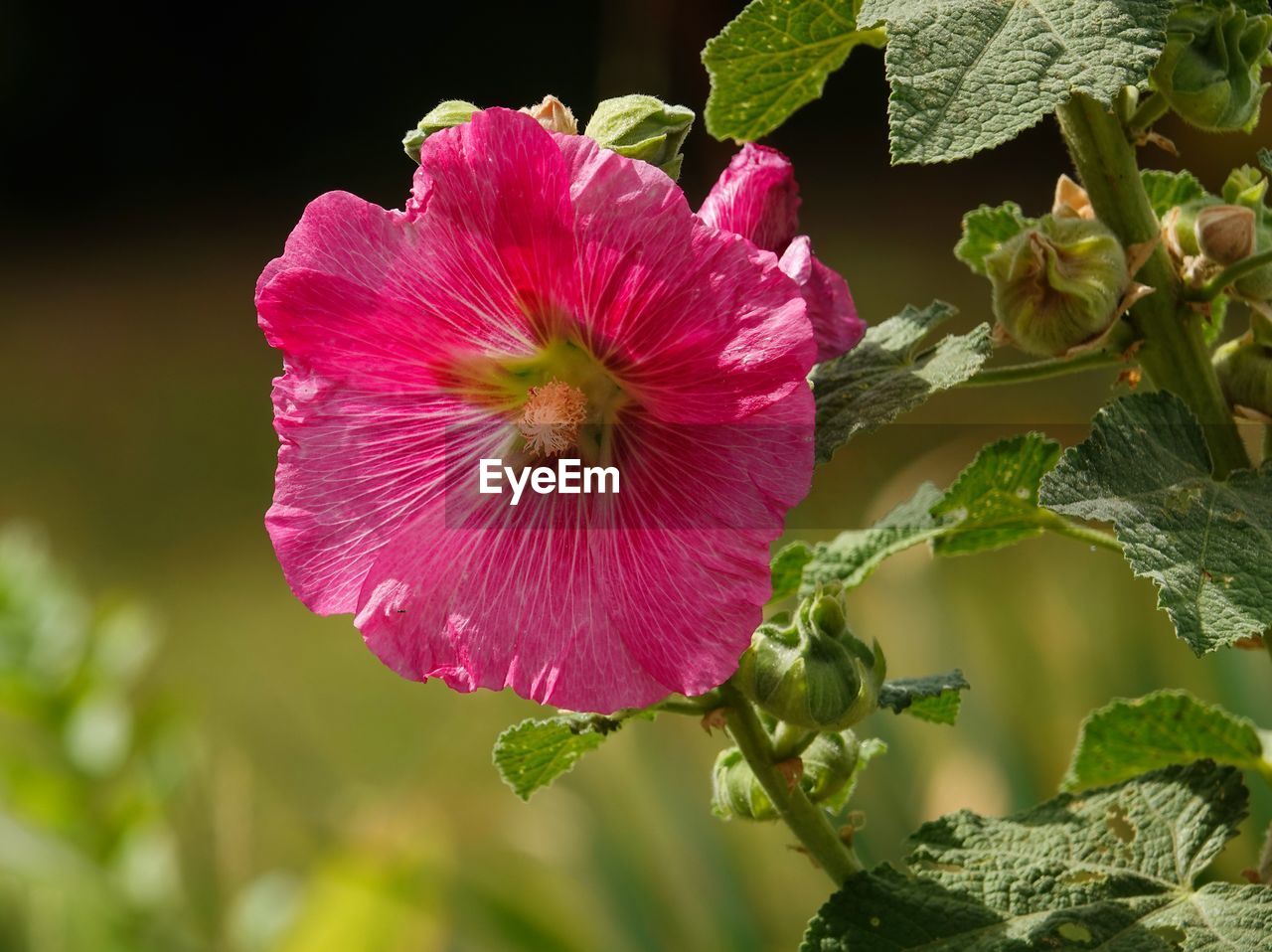 CLOSE-UP OF PINK HIBISCUS PLANT