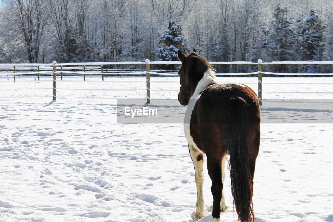 HORSE STANDING ON SNOW FIELD AGAINST TREES