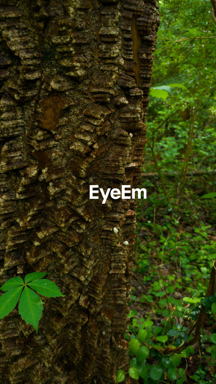 CLOSE-UP OF SNAKE ON TREE TRUNK IN FOREST