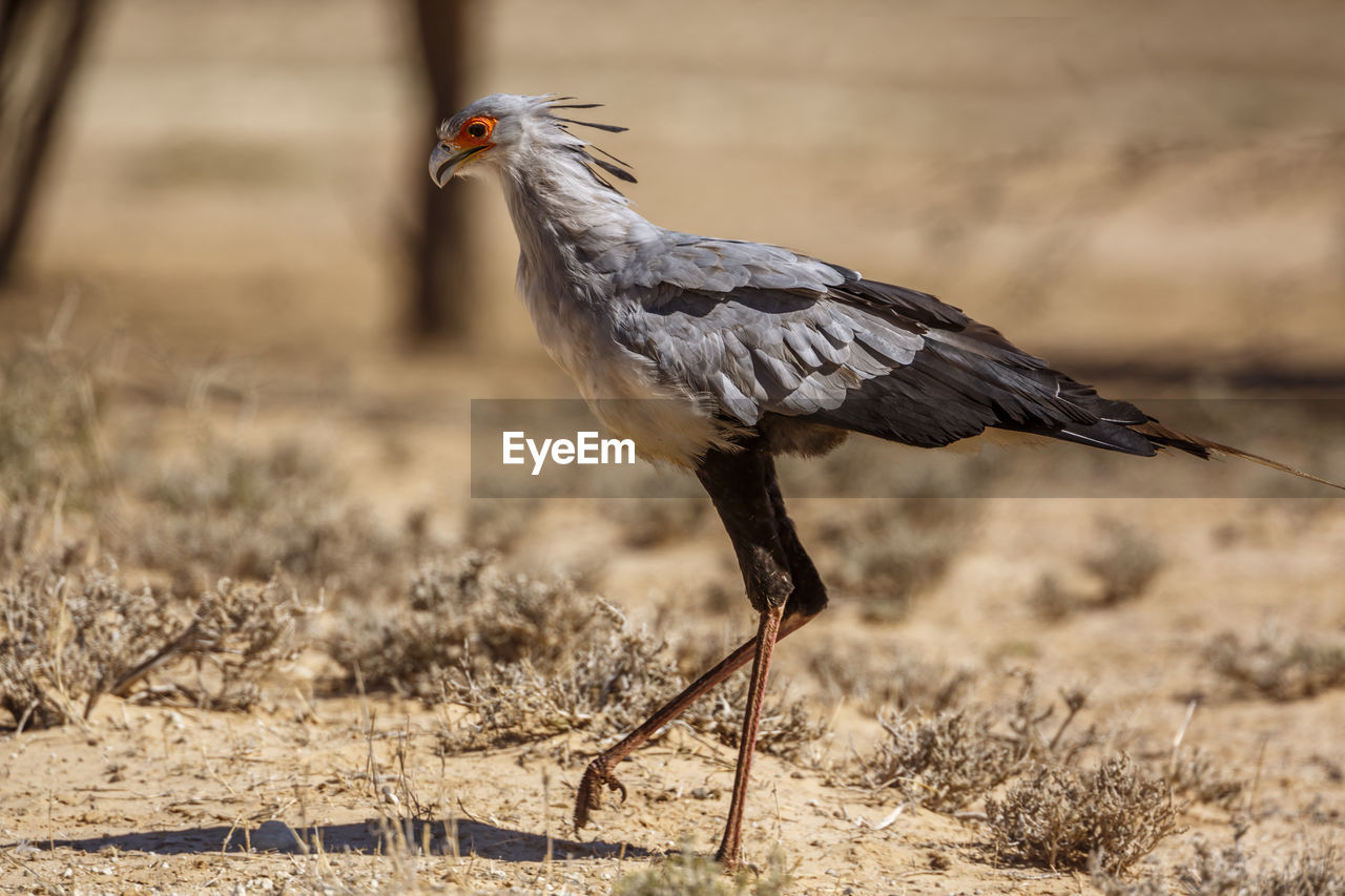 CLOSE-UP OF BIRD