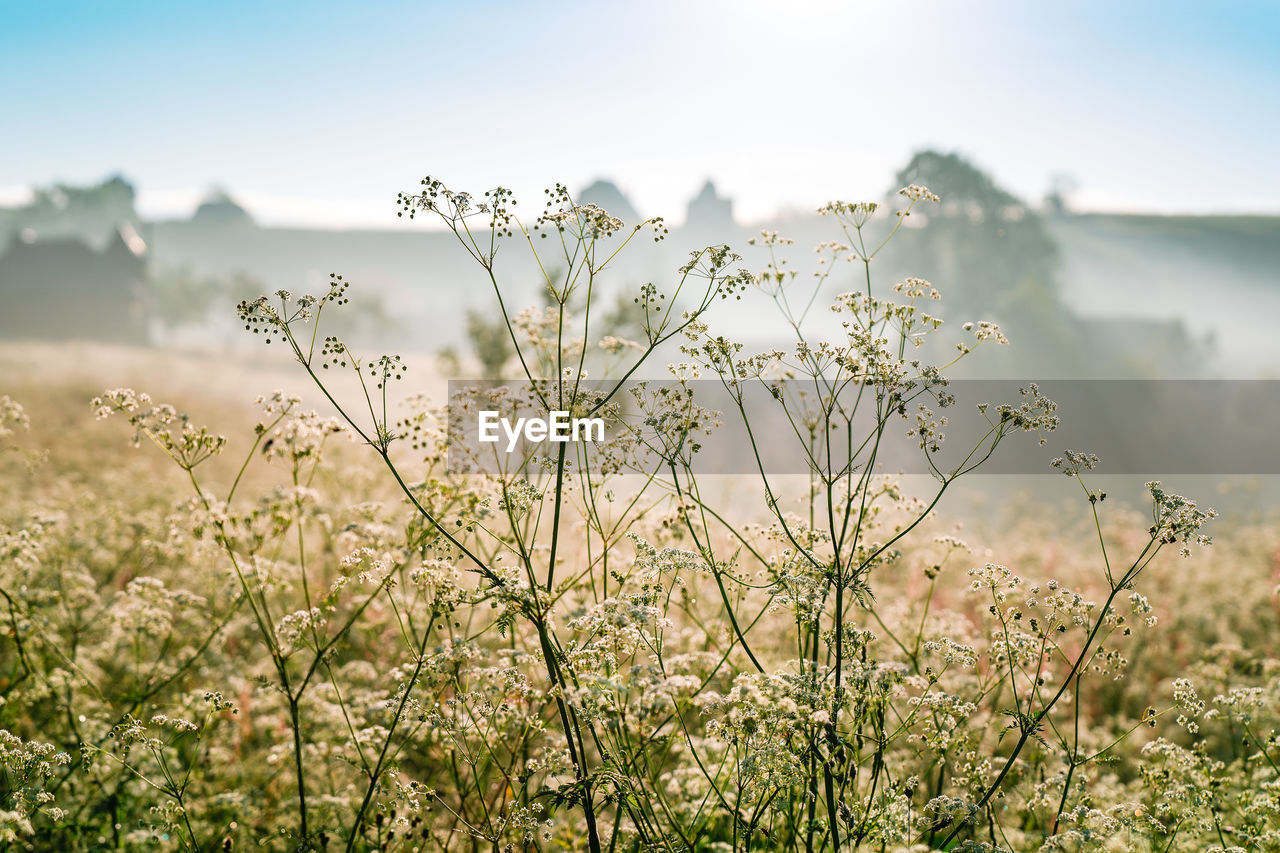 Close-up of white flowering plants on land against foggy hill and sky