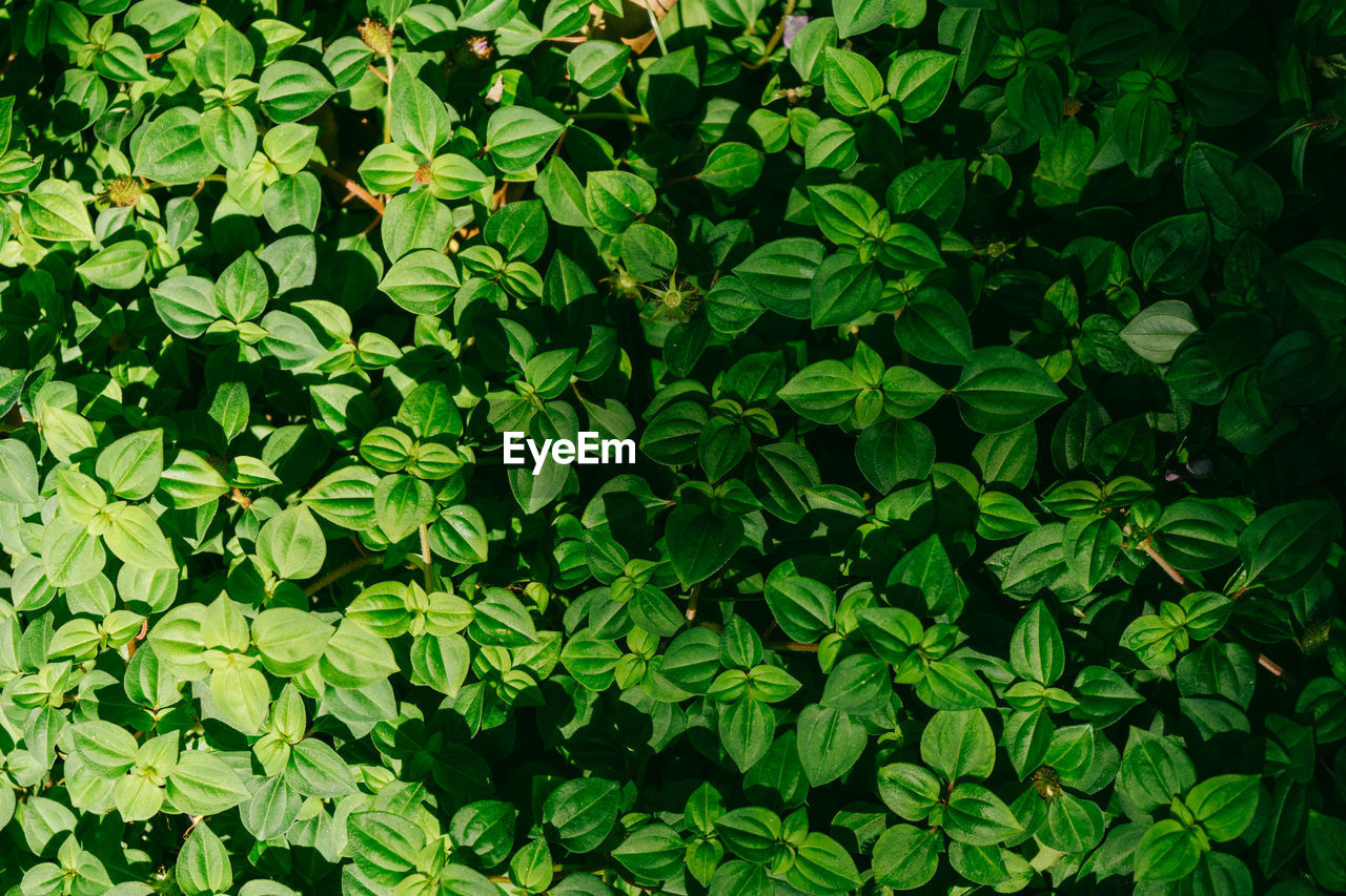 Full frame shot of fresh green plants