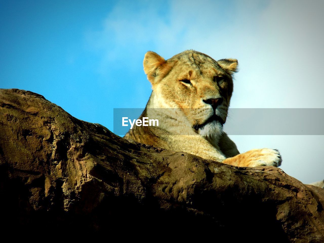 LOW ANGLE VIEW OF LION RELAXING ON SHORE AGAINST SKY