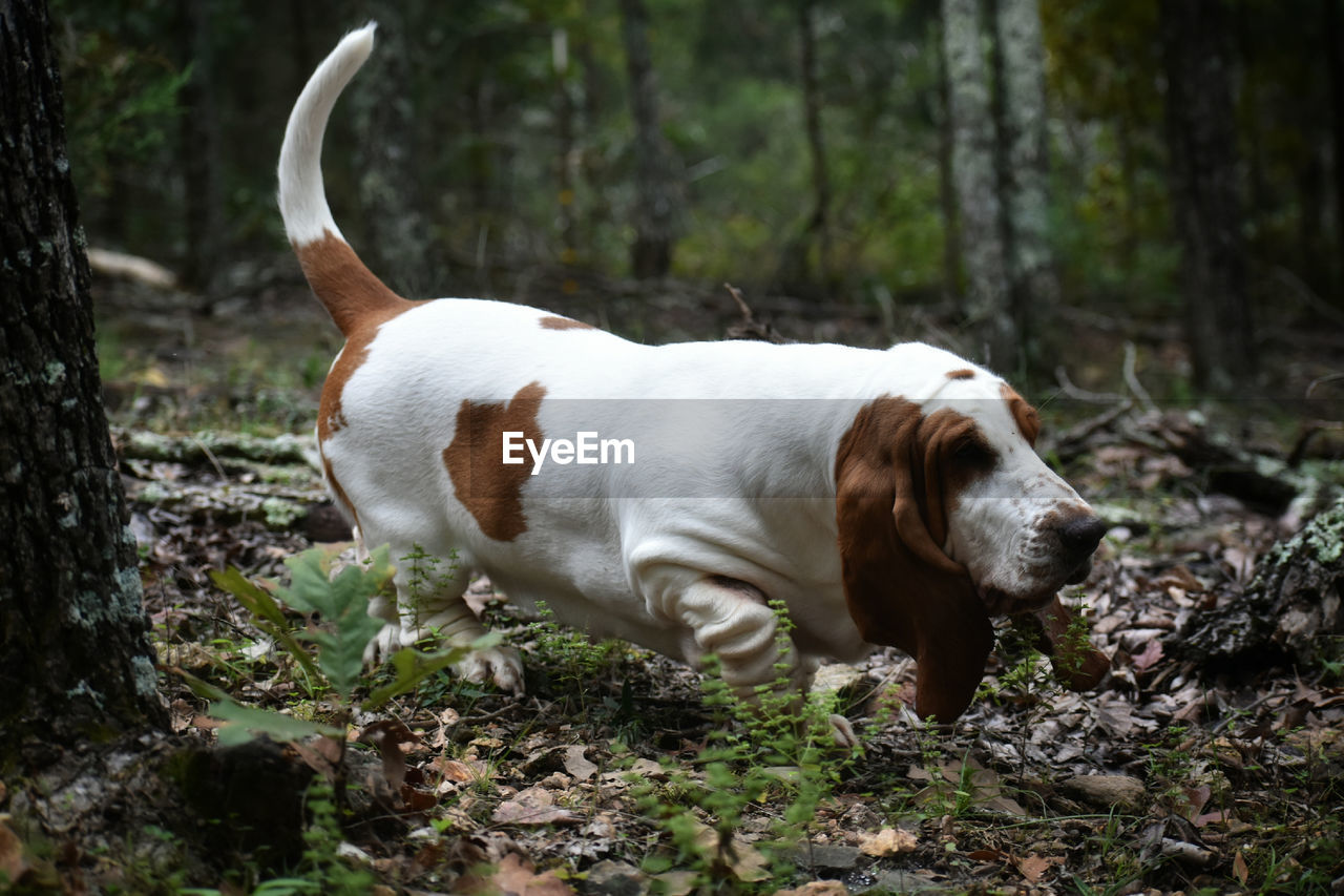 Dog looking away in forest