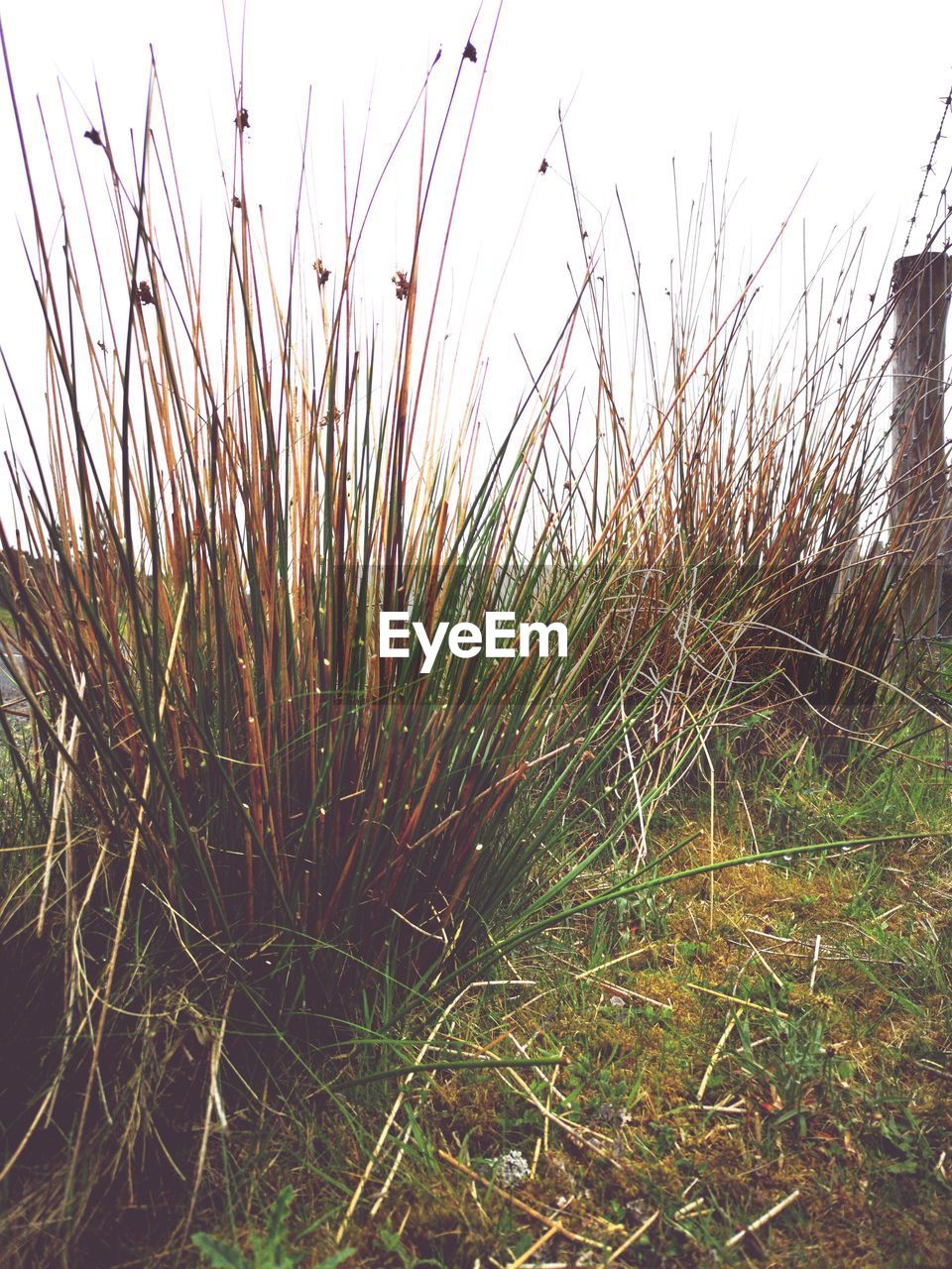 CLOSE-UP OF GRASS AGAINST CLEAR SKY