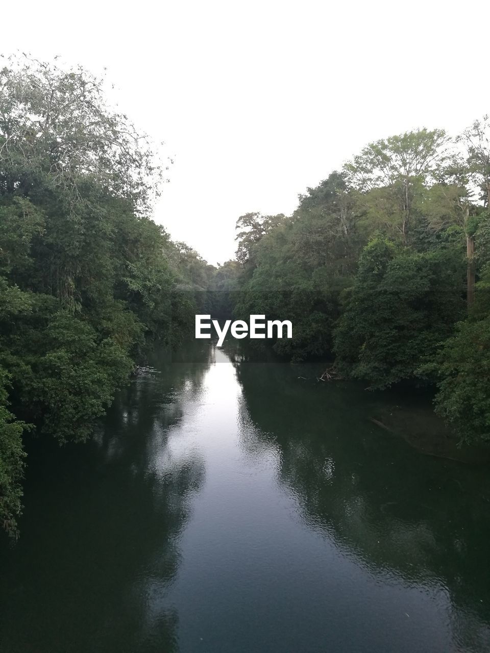 RIVER AMIDST TREES IN FOREST AGAINST SKY