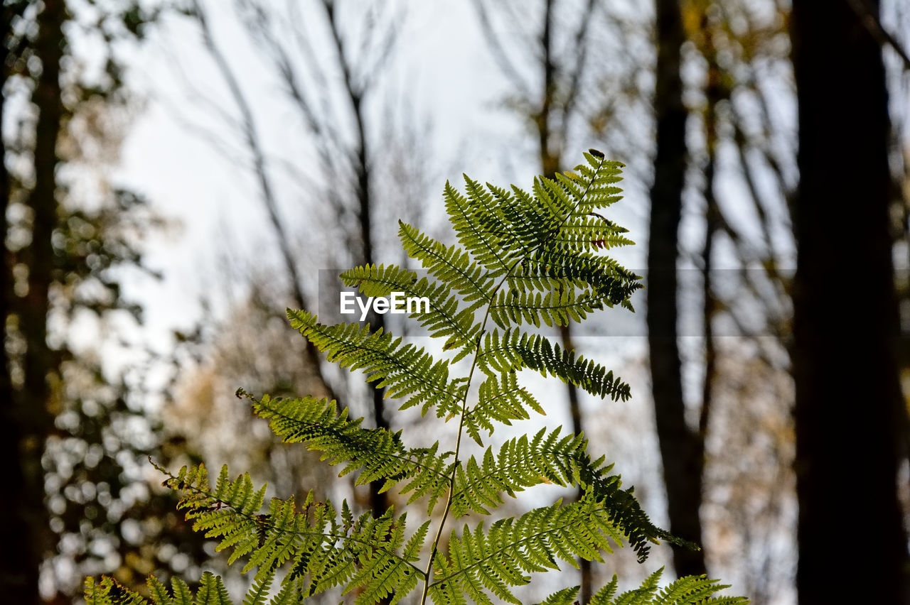 Close-up of pine tree leaves in forest