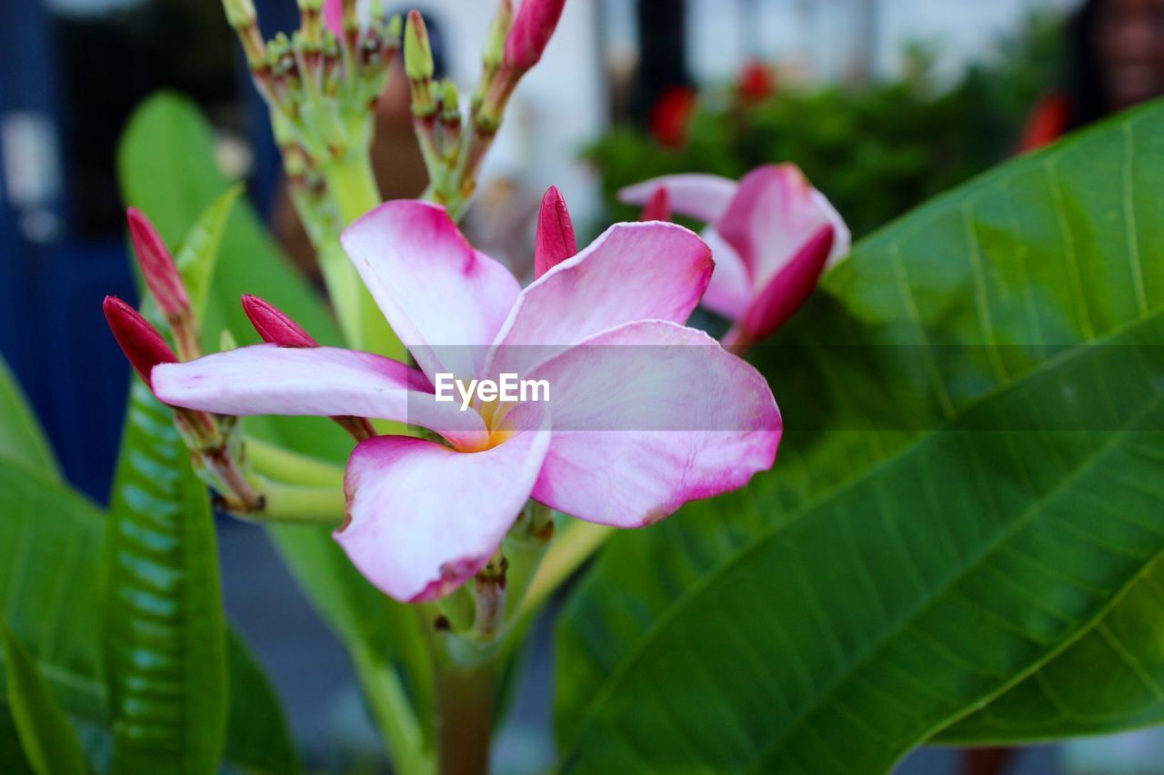 Close-up of pink flowers