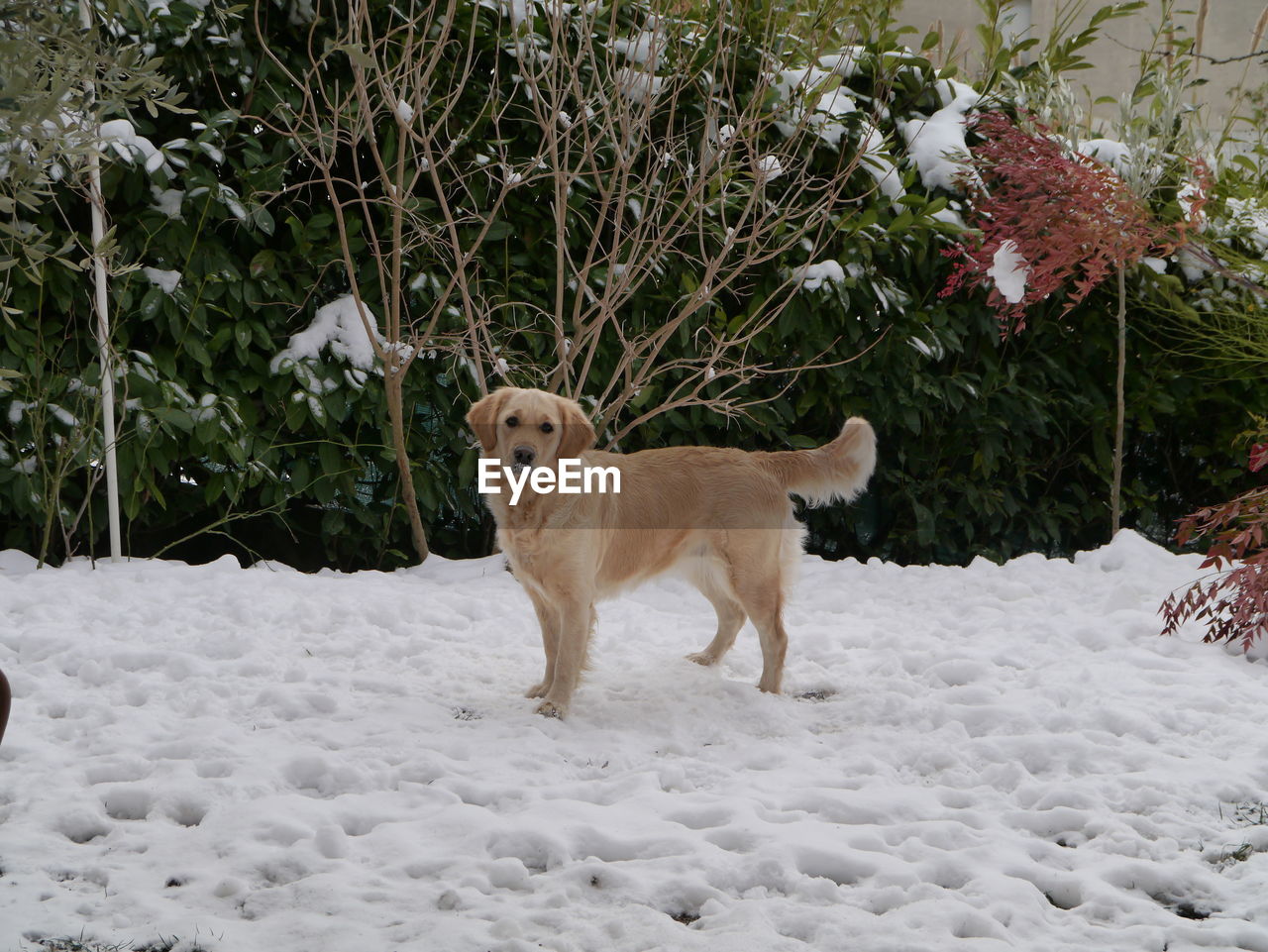 DOG IN A SNOW