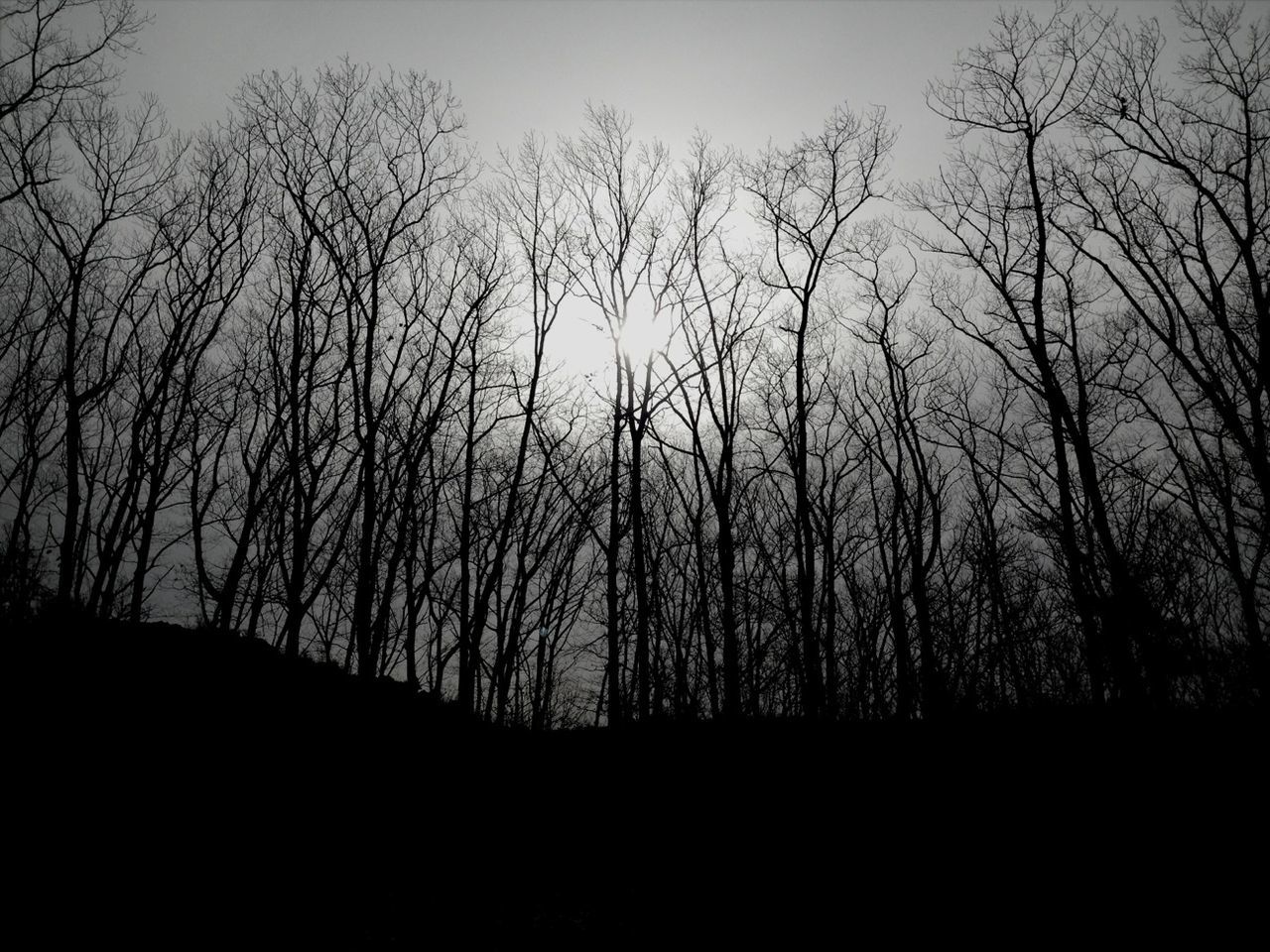 SILHOUETTE OF BARE TREES AGAINST SKY