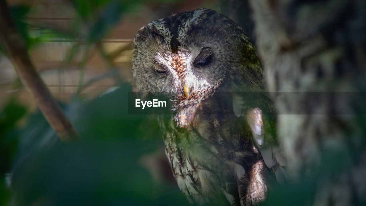 CLOSE-UP OF AN ANIMAL