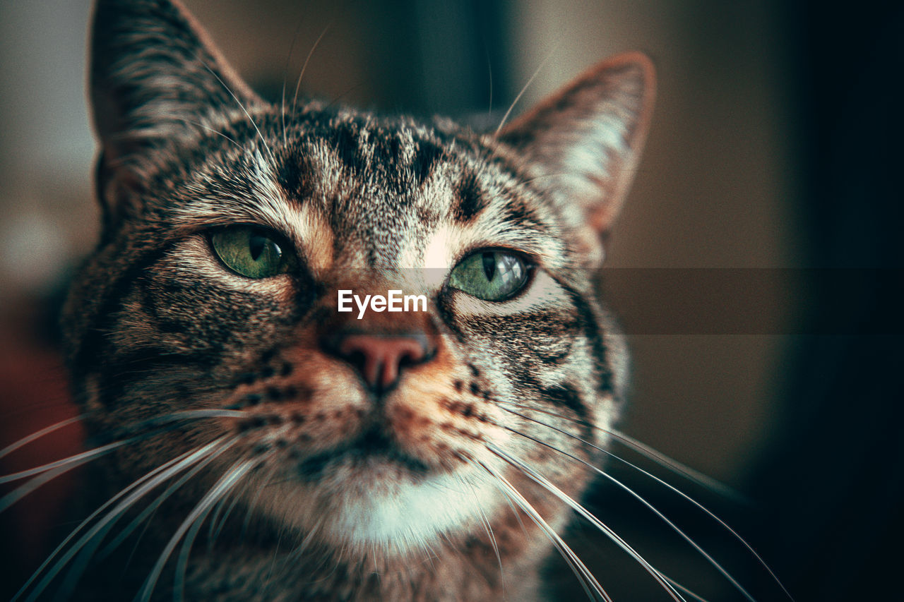 Close-up portrait of a cat