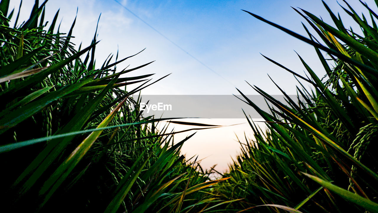 Close-up of grass growing on field against sky