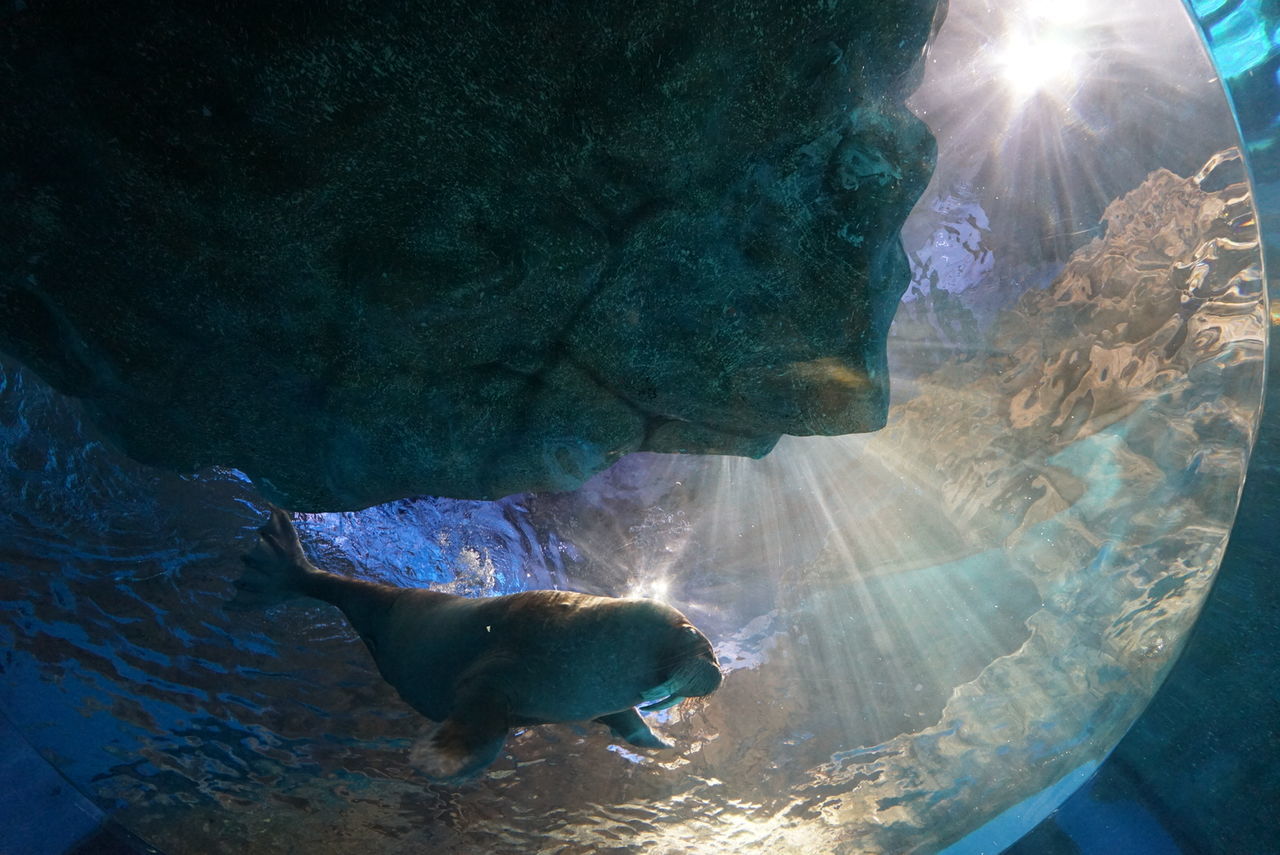 PANORAMIC VIEW OF CAVE AND WATER IN TANK