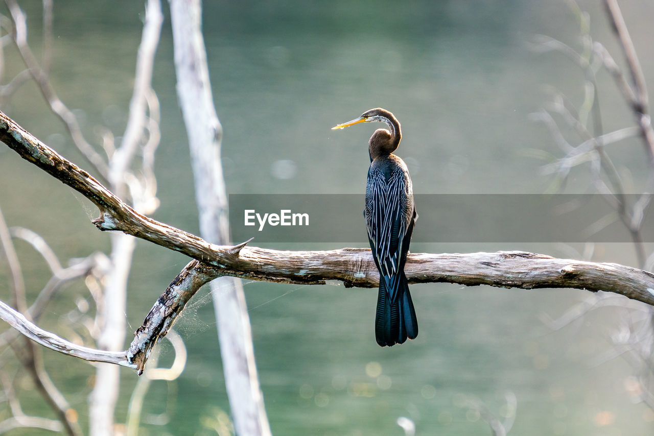 Oriental darter