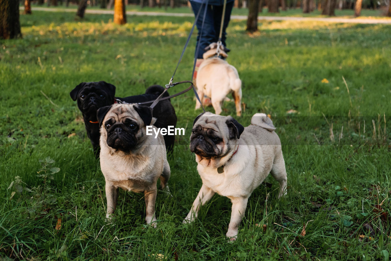 Dog walking. professional dog walker walking dogs in autumn sunset park. walking the pack 