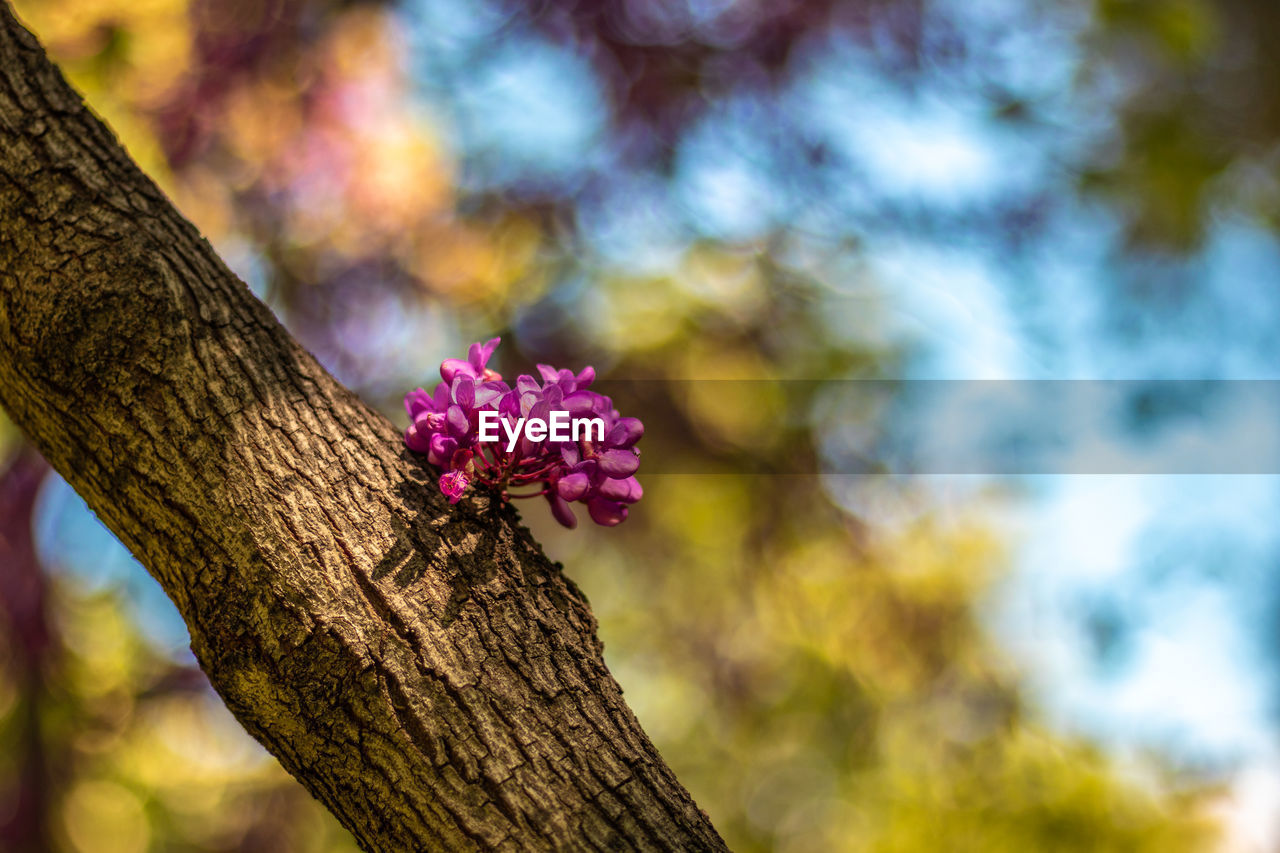 Close-up of pink flowering plant against tree trunk