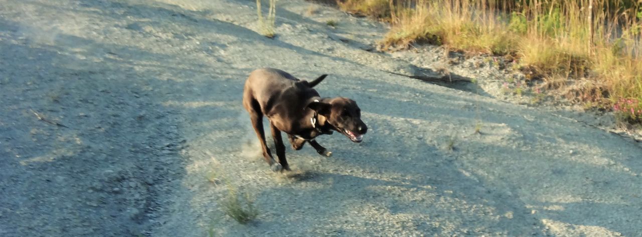 High angle view of dog running on sand