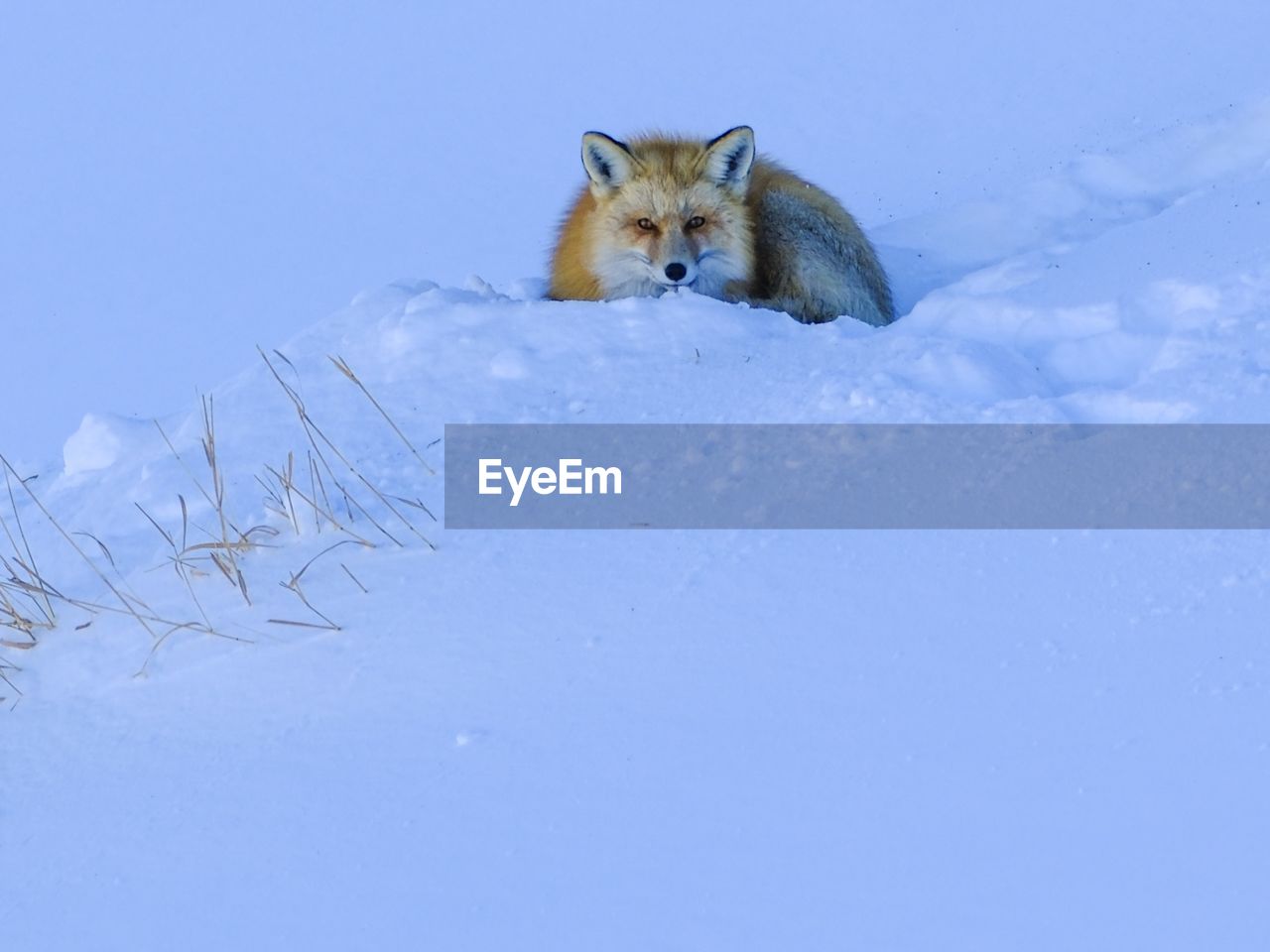 animal, animal themes, mammal, one animal, snow, winter, animal wildlife, cold temperature, fox, wildlife, nature, no people, portrait, blue, looking at camera, animals hunting, pet, outdoors, day, copy space, domestic animals, white