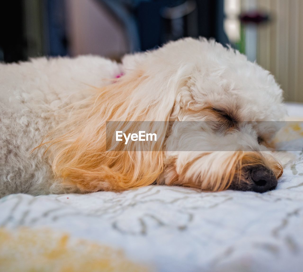 Close-up of a dog resting