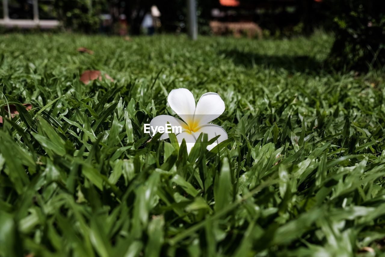 CLOSE-UP OF WHITE FLOWERING PLANTS GROWING ON FIELD