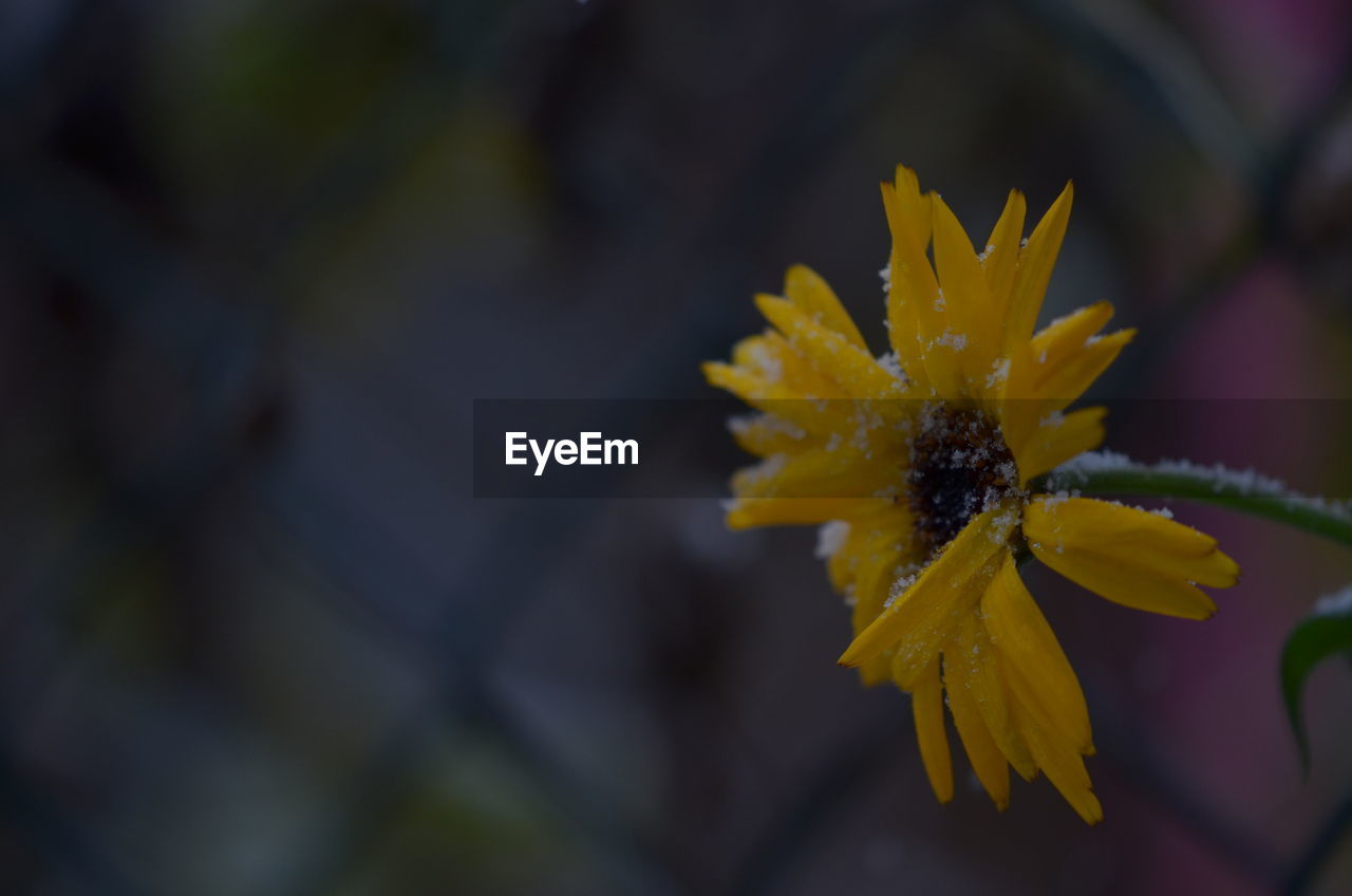 CLOSE-UP OF YELLOW FLOWERS BLOOMING OUTDOORS