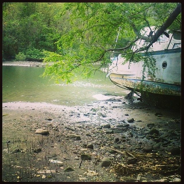 SCENIC VIEW OF RIVER WITH TREES IN FOREGROUND