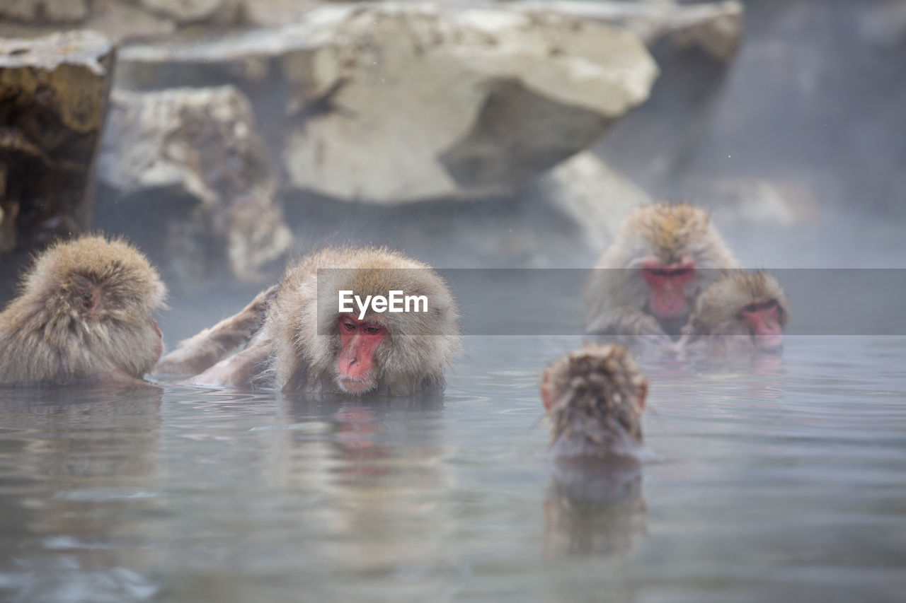 Japanese macaques relaxing in hot spring 
