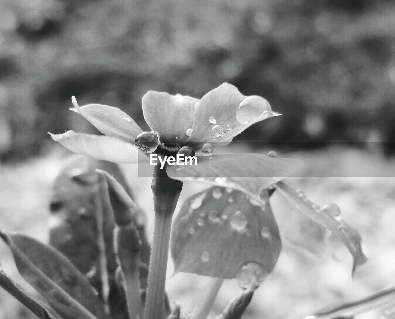 Close-up of pink flower blooming in park